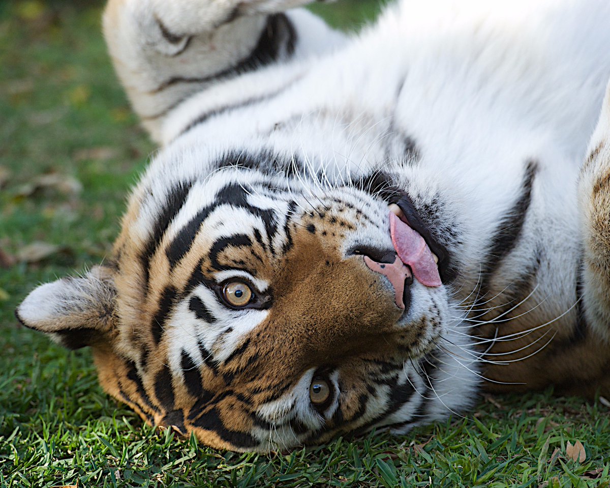 Queensland's tweet image. 🎉It's #InternationalTigerDay! See what it's like to get up-close w our 🐯💛 bit.ly/2alqC8y #thisisqueensland