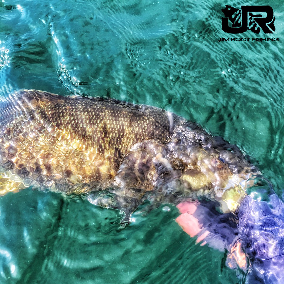 CtoCBaits's tweet photo. Beautiful shot by @jimrootfishing. Let em go and let em grow.
#smallmouth #ctocbaits #AmericanMade #catchandrelease https://t.co/xPpiDxIhnV