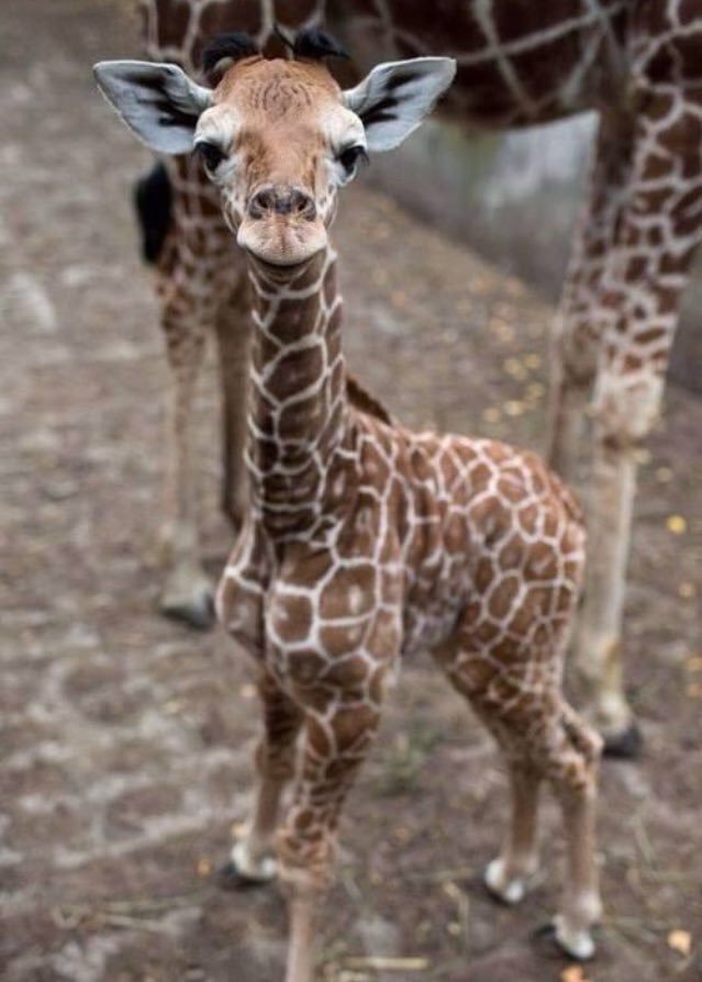 chrisrealntrue's tweet photo. baby giraffes are so cute😍😍 https://t.co/IvAXGqmVst