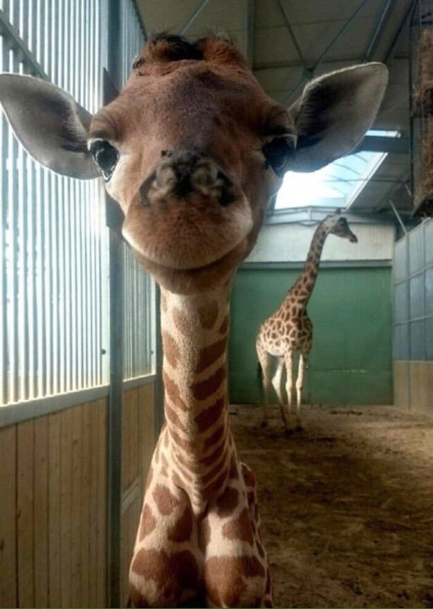 chrisrealntrue's tweet photo. baby giraffes are so cute😍😍 https://t.co/IvAXGqmVst