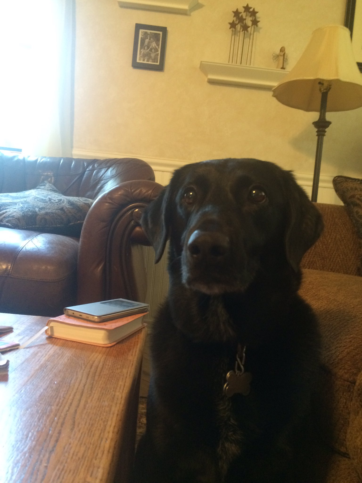 English setter cheap lab mix