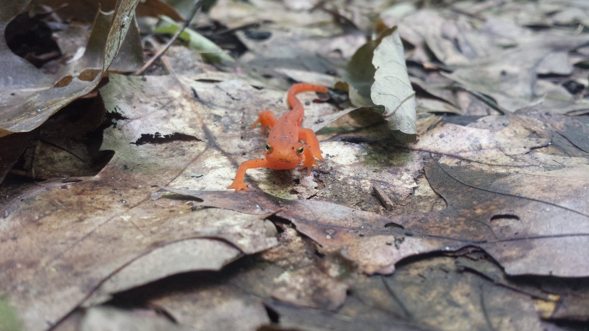 Stephanie Varty tweet media