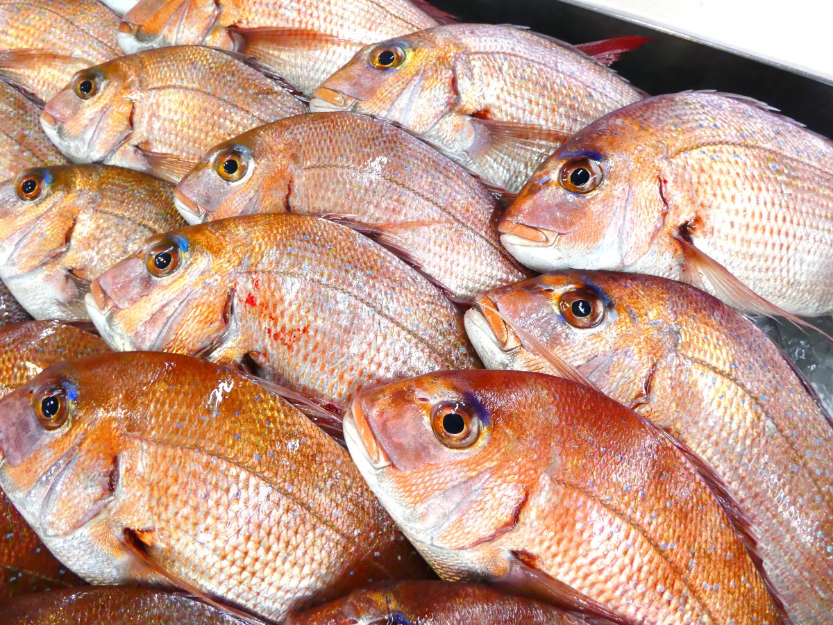 唐津うまかもん市場 Twitter પર 本日も 新鮮なお魚 沢山並んでます お魚に負けず かわいいタコや 元気な車エビもありますよ 0 そしてお土産や贈り物にも喜ばれる いかしゅうまいも沢山ご用意してます T Co 2epiqqayl3