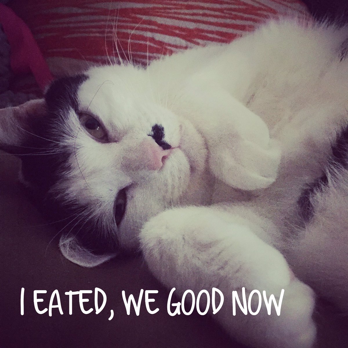 Kitteh_Maxine's tweet photo. #CatsOfTwitter #cute #foodcoma #かわいい #ねこちゃん #かわ https://t.co/9YWGvLLgkL