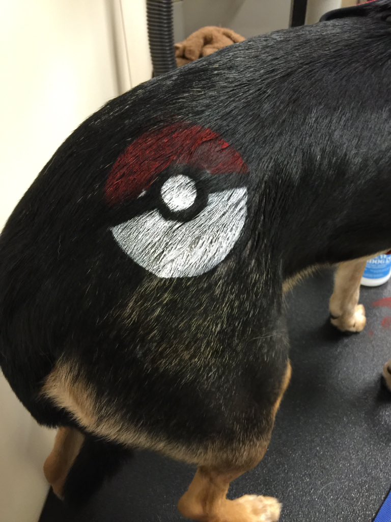 PetSmart2384's tweet photo. Find Pokemon Go @PetSmart2384!! Pokemon stencil with matching color bandana of your team. #PokemonGO #PetExpression https://t.co/UBmOBGEakl