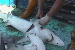nyclass's tweet photo. .@CoryBooker is championing a bill to #BanFinning &amp; #SaveSharks: https://t.co/xaRztd4G0F
#DemsInPhilly #DNCinPHL https://t.co/WuNjUWBTVp