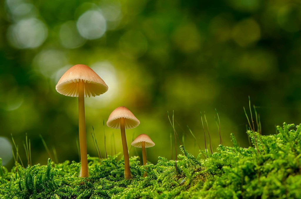 Orman Gen Müd Fotoğraf Yarışmasında fotoğrafım finalde halk oylamasında desteğe ihtiyaç var. instagram.com/p/BIZMHRDjrTi/