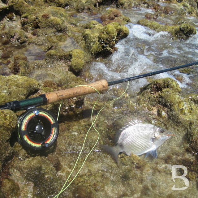 BoxfishZA tweet picture
