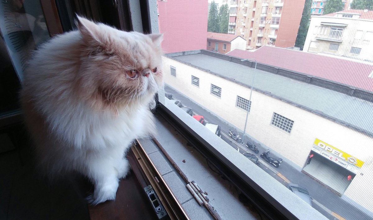 Kasiniska's tweet photo. #goodmorning #cat https://t.co/eoBA3EGjCh