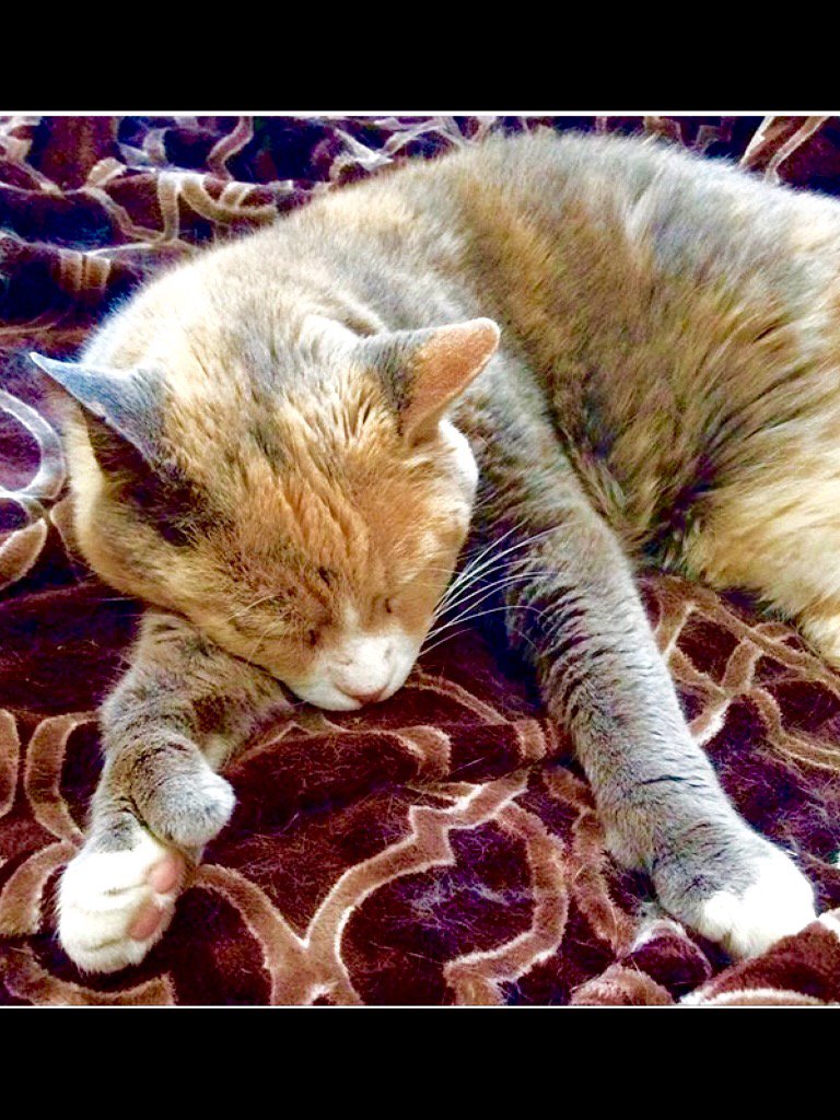 ScorpioLisaM's tweet photo. Goodnight and thumb's up from Buffy. #catwiththumbs #catwithextratoes #BuffyTheRatSlayer https://t.co/HqwcyzZ2Bd