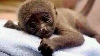 وبكل ثقة تغرد
 #لن_اتزوج_ابو_سروال_وفنيله