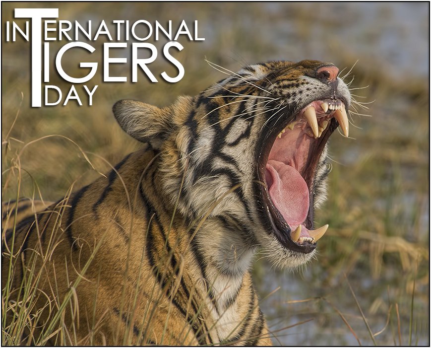 VasundharaBJP's tweet photo. Ensuring safety of Tigers &amp; conservation of their habitat is our collective responsibility! #InternationalTigerDay https://t.co/VVlWjcaBJI