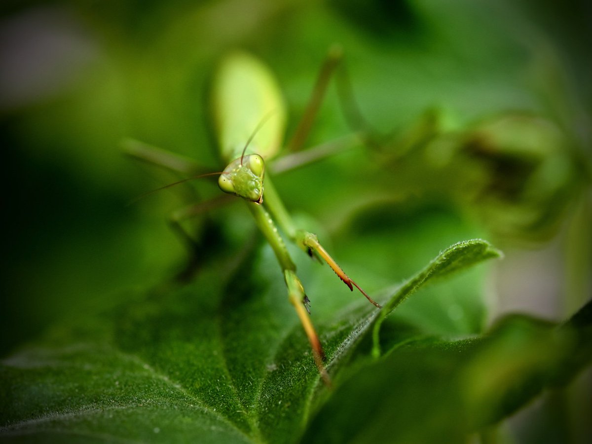 #PrayingMantis on a #GeraniumLeaf, #Colorado, 28 July 16. #CompoundEyes #Carnivore #SpeedandPrecision #KungFuMoves