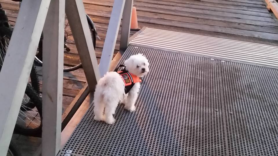 happysoul4life's tweet photo. #Headingoutonthewater Loved ones don PFDS. #SafetyOnTheWater #PetSafe #PuppyLove #RCMSAR35 #Yyjnow @rcmsarstation35 https://t.co/TbZnmPb0io