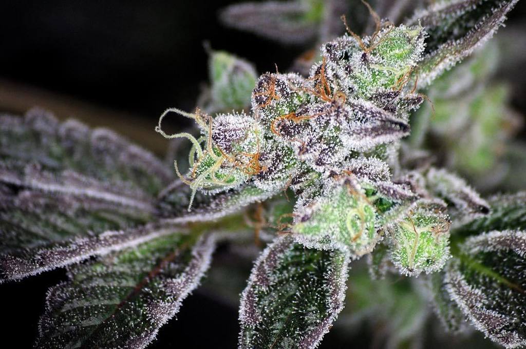 420seedsbank's tweet photo. #girlscoutcookies 🍪🍪#flushmode💦💦 recuerda visitar https://t.co/haPnd4AM1J 🔥 pronto nuevas … https://t.co/RxYraFMQNp https://t.co/Jaxbqb9uj8