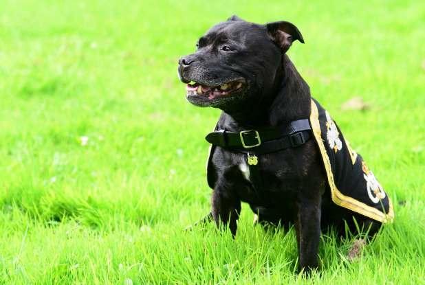 StokeonTrentLive tweet media