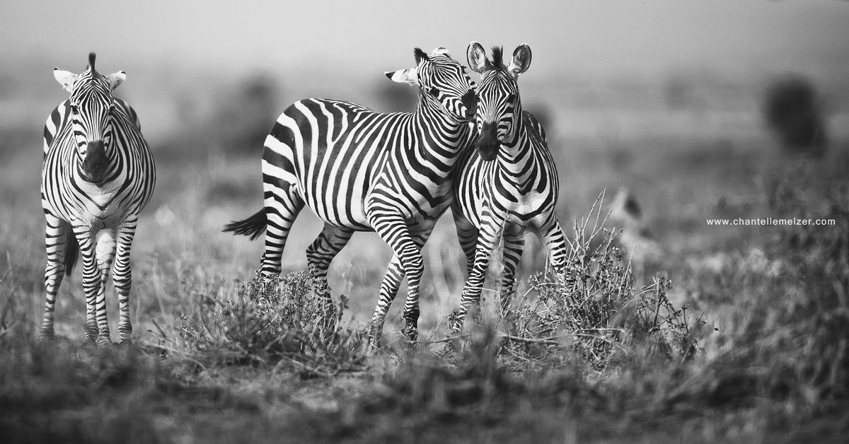 #zebras are awesome! Check out the new #fineart image (different to below) added to my exclusive gallery on website