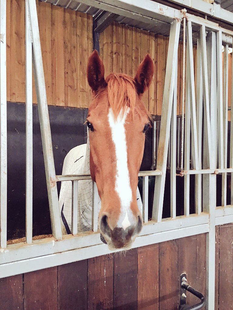 beermitchell's tweet photo. Very please to have a nice new addition to @MBHRacing
#RewardForEffort #Gwenneth
#BigFuture https://t.co/vLmllHgNG0