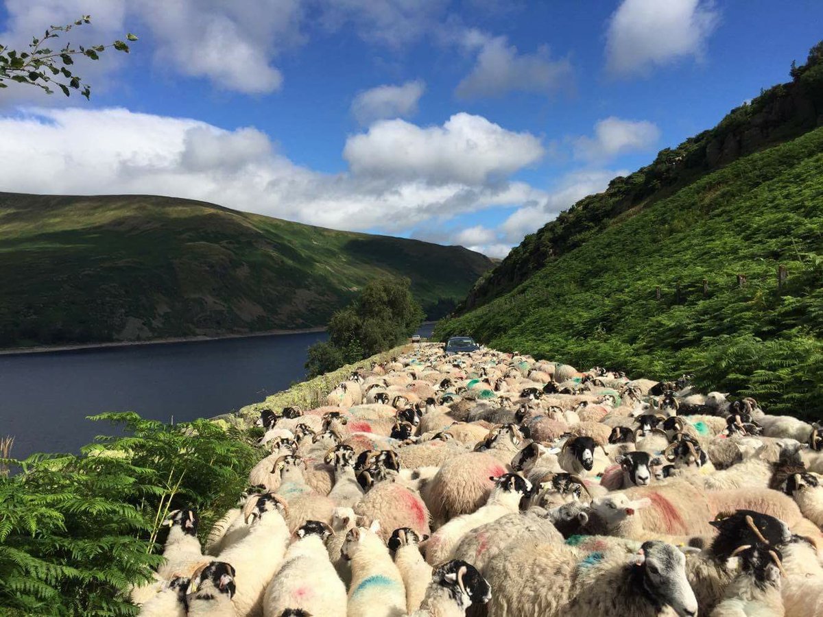 ThrimbyFarms's tweet photo. Traffic jam in the lakes, taking ewes home to shear.... #sheep365 #shearing2016 #fellgather https://t.co/na4ZToABLY