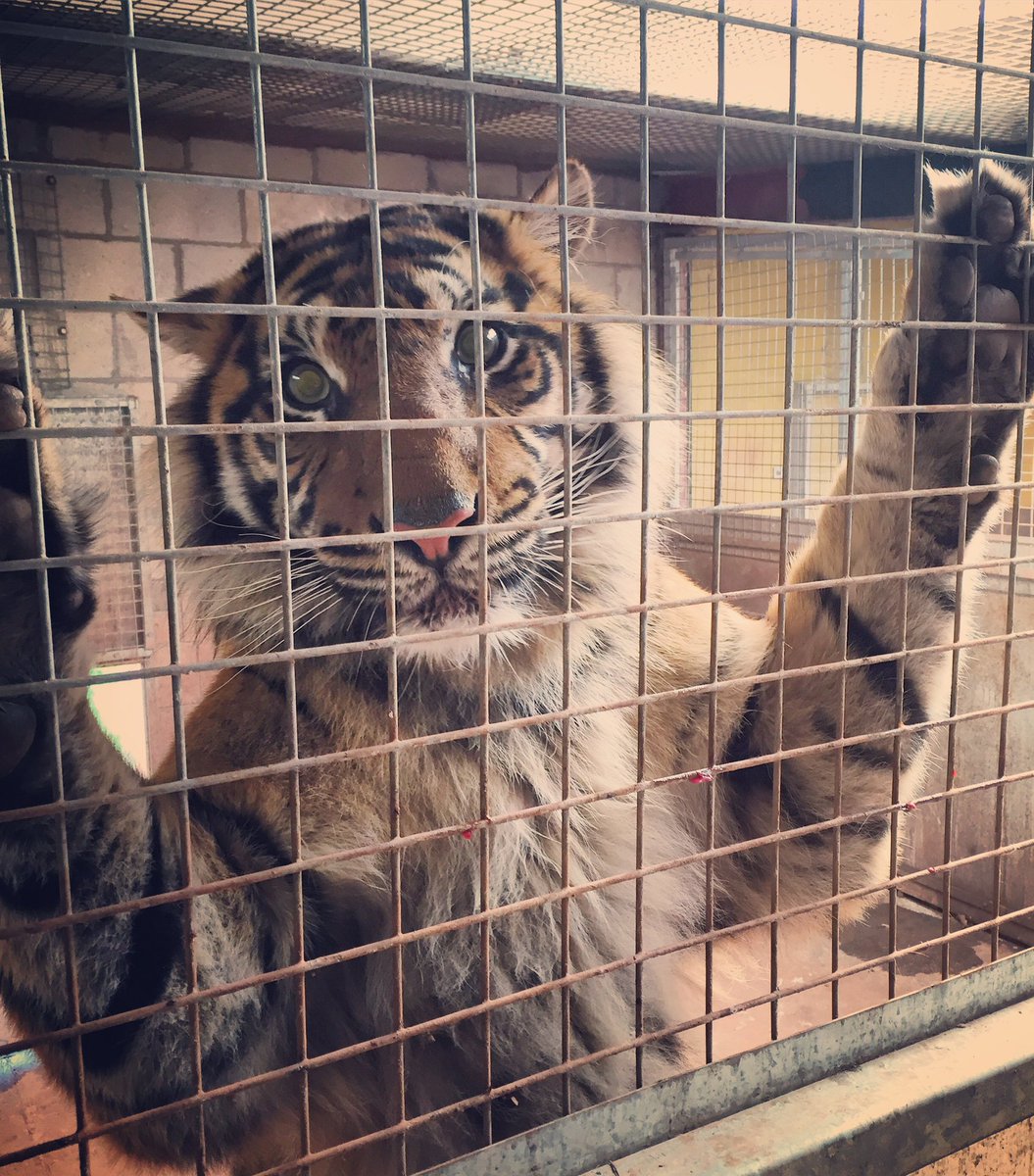 #InternationalTigerDay