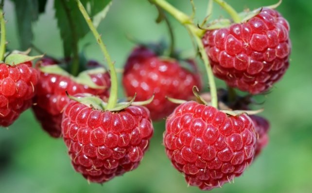 bioaddict's tweet photo. #jardinage : Comment bien entretenir ses framboisiers #bio, conseils et astuces pratiques https://t.co/NdzPLfuWkW https://t.co/H7g8s5ViH8