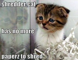 SimplyShred3's tweet image. Keep Kitty happy - let us #shredyourstuff! It's cheaper than you think. contact us for more info.