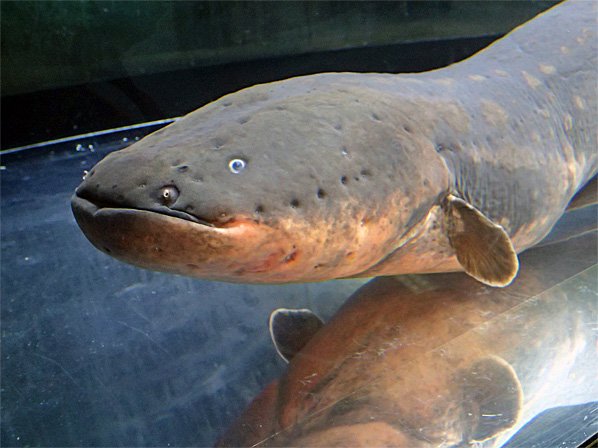 デンキウナギのいる水族館 日動水 Jaza 飼育動物検索より アリエスコム Ariescom