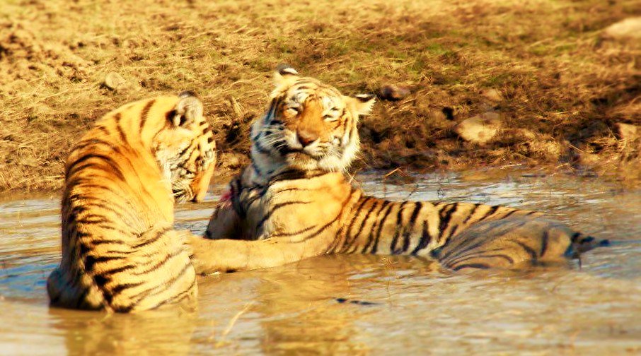 Happy International Tiger Day 2016
My Top 3 Wildlife Encounters from my world travels  everyjourneywithcaroline.co.uk/2016/07/29/won…