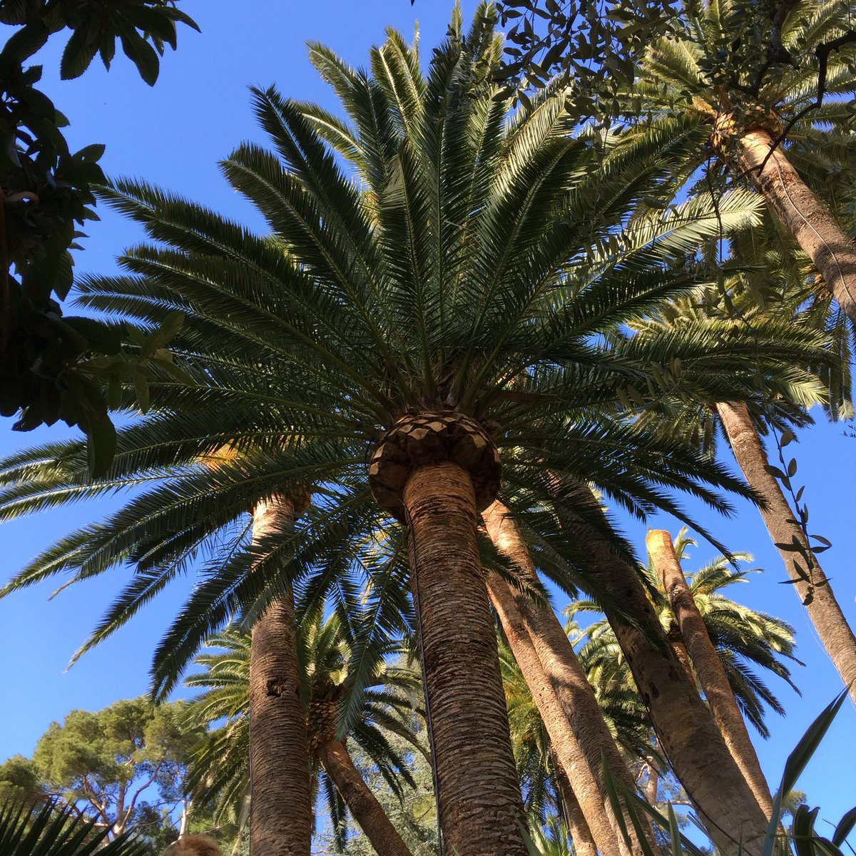hotelsplendido's tweet photo. We hope your weekend is full of blue skies and palm trees! #BelmondPostcards #Portofino https://t.co/g3o5ylEtHD