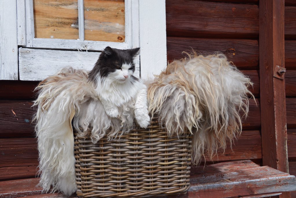 3ippi's tweet image. We still got leaky eyes. Beautiful 3ippi went over the Rainbow Bridge on Tuesday #OTRB #rainbowbridge Miss U🐾❤️🐾