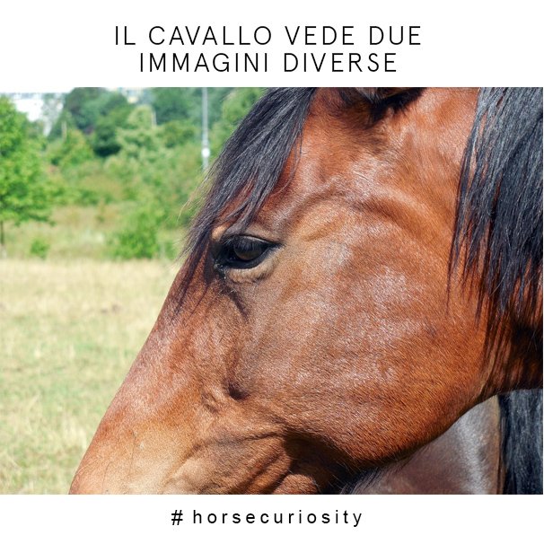 Fieracavalli tweet media