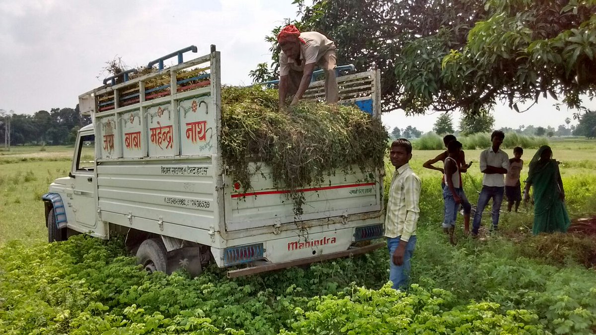 AgrevolutionGr's tweet photo. Mint Nursery Sowing Begun in Marachhi (Village), Nabiganj (Block), Siwan. https://t.co/31Ze7XuhR3