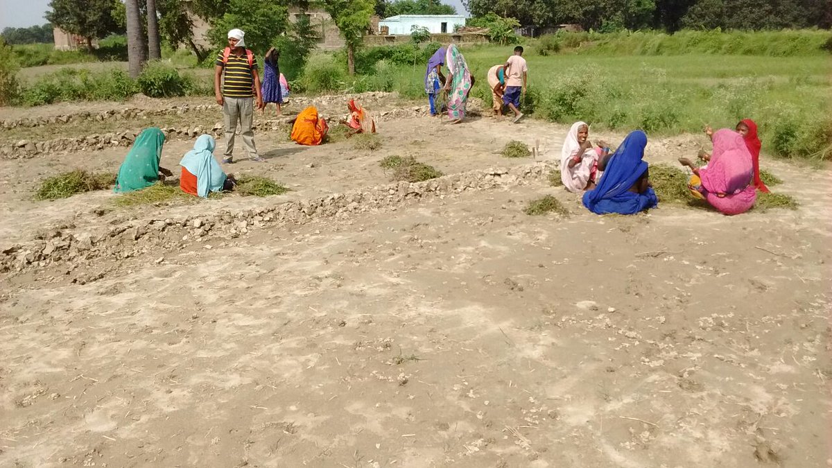 AgrevolutionGr's tweet photo. Mint Nursery Sowing Begun in Marachhi (Village), Nabiganj (Block), Siwan. https://t.co/31Ze7XuhR3