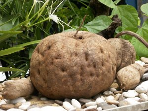 PuerariaShop's tweet photo. Do you know What is Pueraria Mirifica? You can find answer at here >> https://t.co/fpZl0ywpnY
#PuerariaMirifica https://t.co/tubxwITNuW