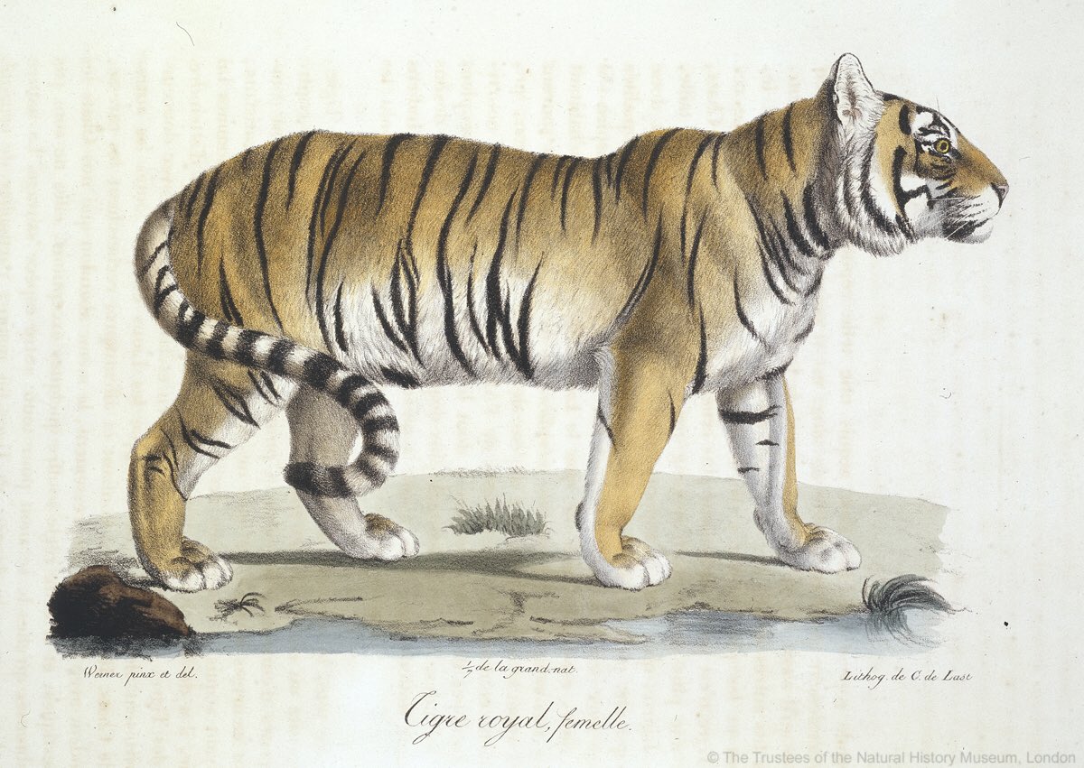 Royal Tiger рисунок 16 век