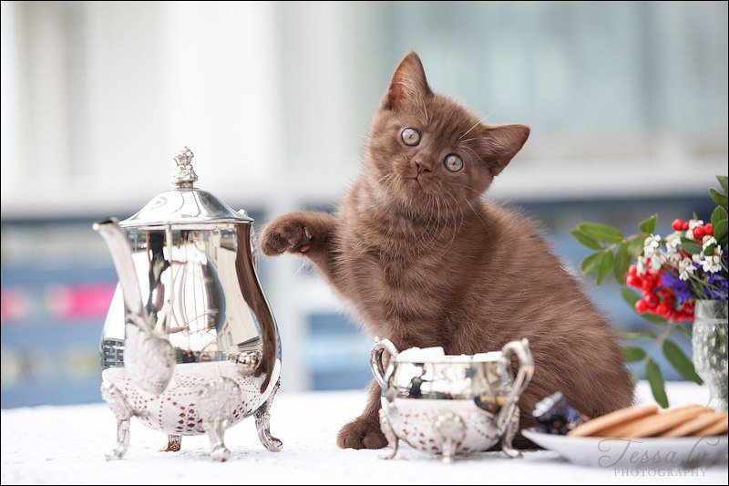 Коту можно чай. Котенок с чаем. Чаепитие коты. Чаепитие с котами. Кот и кофе.