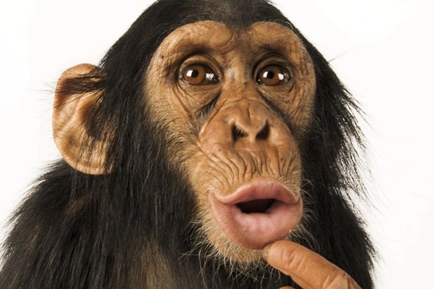 JamieCollin's tweet image. I blogged on @SciRelEd about #Brexit and #Evolution blogs.hss.ed.ac.uk/science-and-re…

…well, sort of.