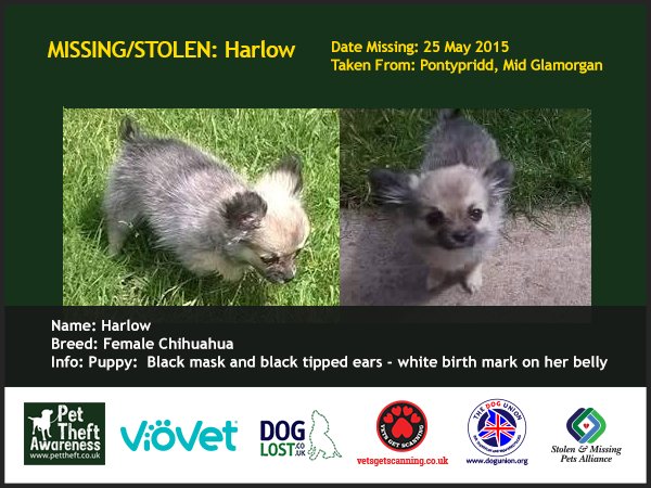 Pet Theft Awareness tweet media