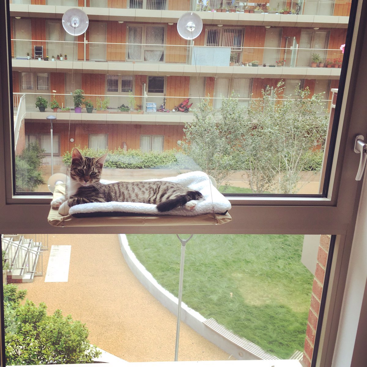 Mackerelthecat's tweet photo. It's Friday! I'm going to start it off chilling in my new window seat! Mack 🐾 #CatsOfTwitter #windowseat #Friday https://t.co/NoHjqRr0Qx