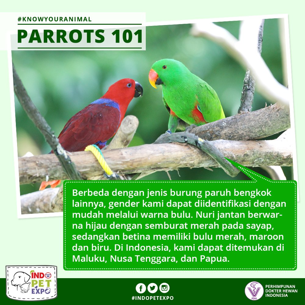 47++ Burung bayan jantan dan betina terupdate