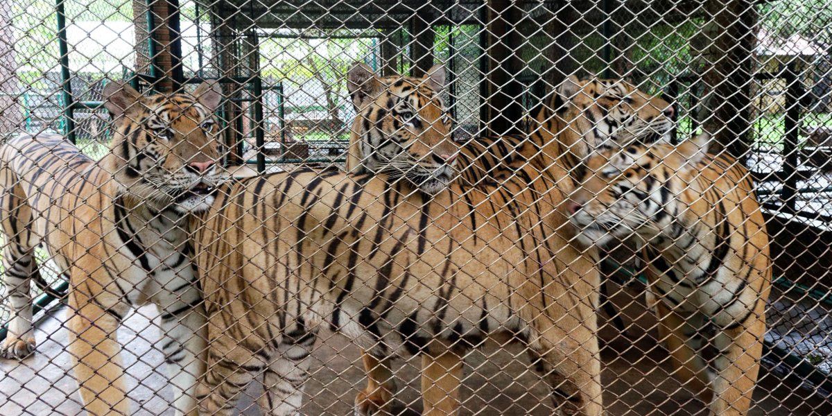 MoveTheWorld's tweet photo. It’s #TigerDay! Sign our petition to help protect tigers subjected to cruelty in tourism: https://t.co/GZuHgGzGUk https://t.co/OOT8UHZcGE