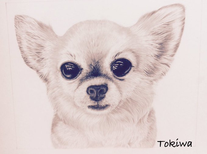 【kazu】 鉛筆画 犬 チワワ マルチーズ 手描き イラスト 原画 kazu様専用】 鉛筆画 犬 チワワ マルチーズ 手描き イラスト 原画
