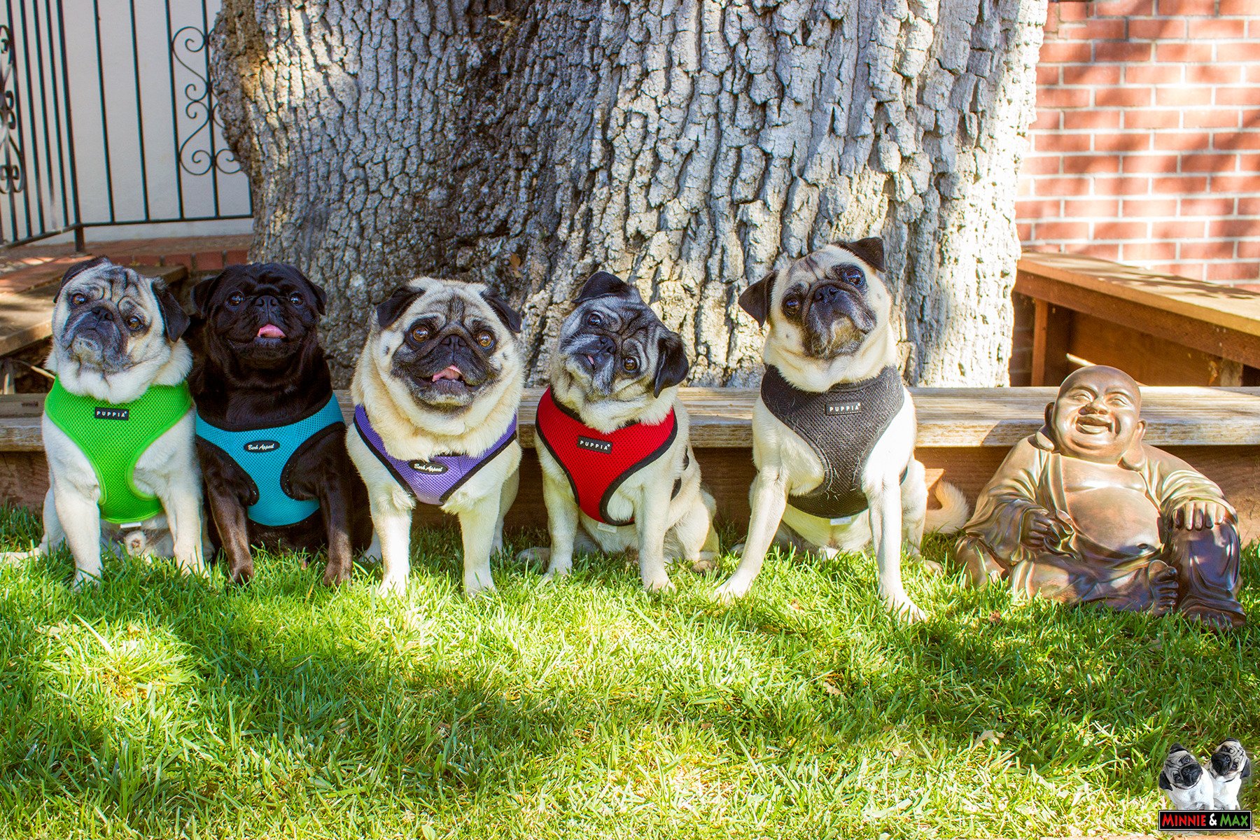 Minnie & Max Pugs on Twitter: "Your "Moment of Zen." #BrachPack #pug…