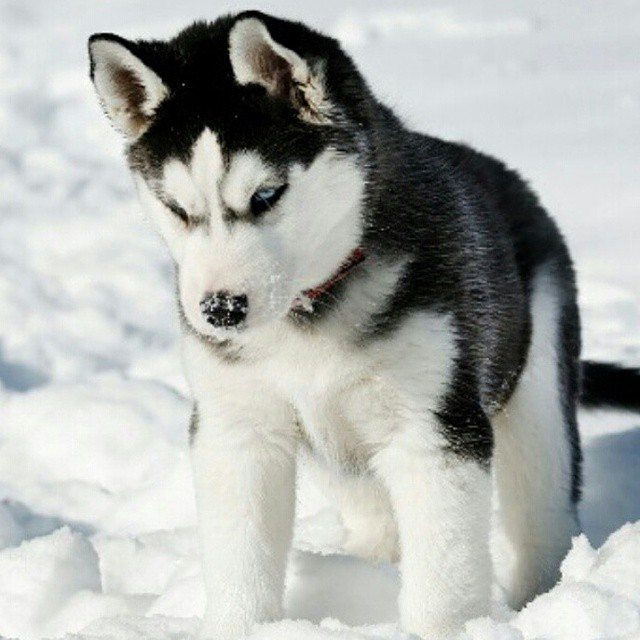 A Dog's Life tweet media