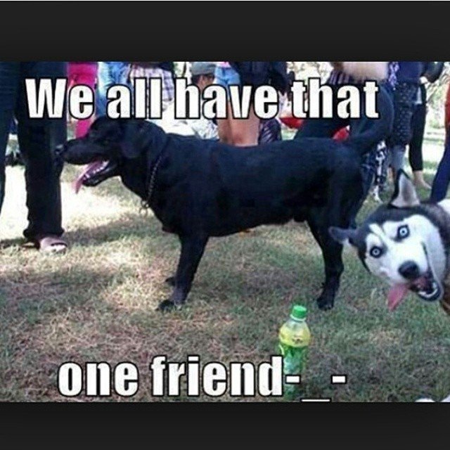 A Dog's Life tweet media