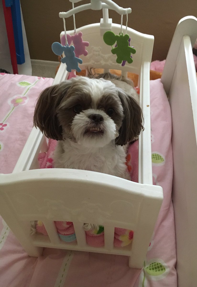 Karen Mcdougal On Twitter Poor Princeton My Nieces Put A