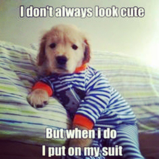 A Dog's Life tweet media