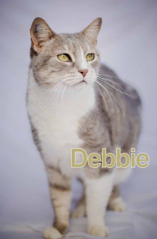 bichoderua's tweet photo. Que linda a Debbie! Se você tá querendo adotar um(a) gatinha(a), olha que oportunidade: https://t.co/Atk0WoJAnQ. https://t.co/nDWjSZKsO4