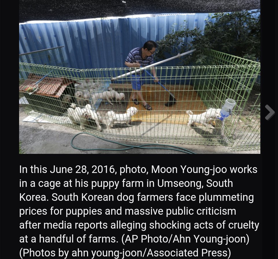 Koreandogs's tweet photo. #SouthKorea PuppyFarms struggling amid abuse allegations📰#KoreanDogsReports➡@thecolumbian https://t.co/8ZqpPEnHoH https://t.co/HqeakbcGPx
