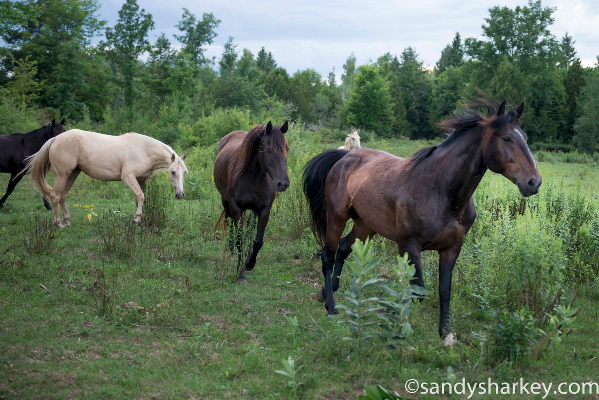 SandySharkey's tweet photo. Thrilled to photograph #Alberta #wild #mustangs! Story to come. Put some #WildOnYourWall https://t.co/9fBvjhfXMo https://t.co/p3yNV3lPXb